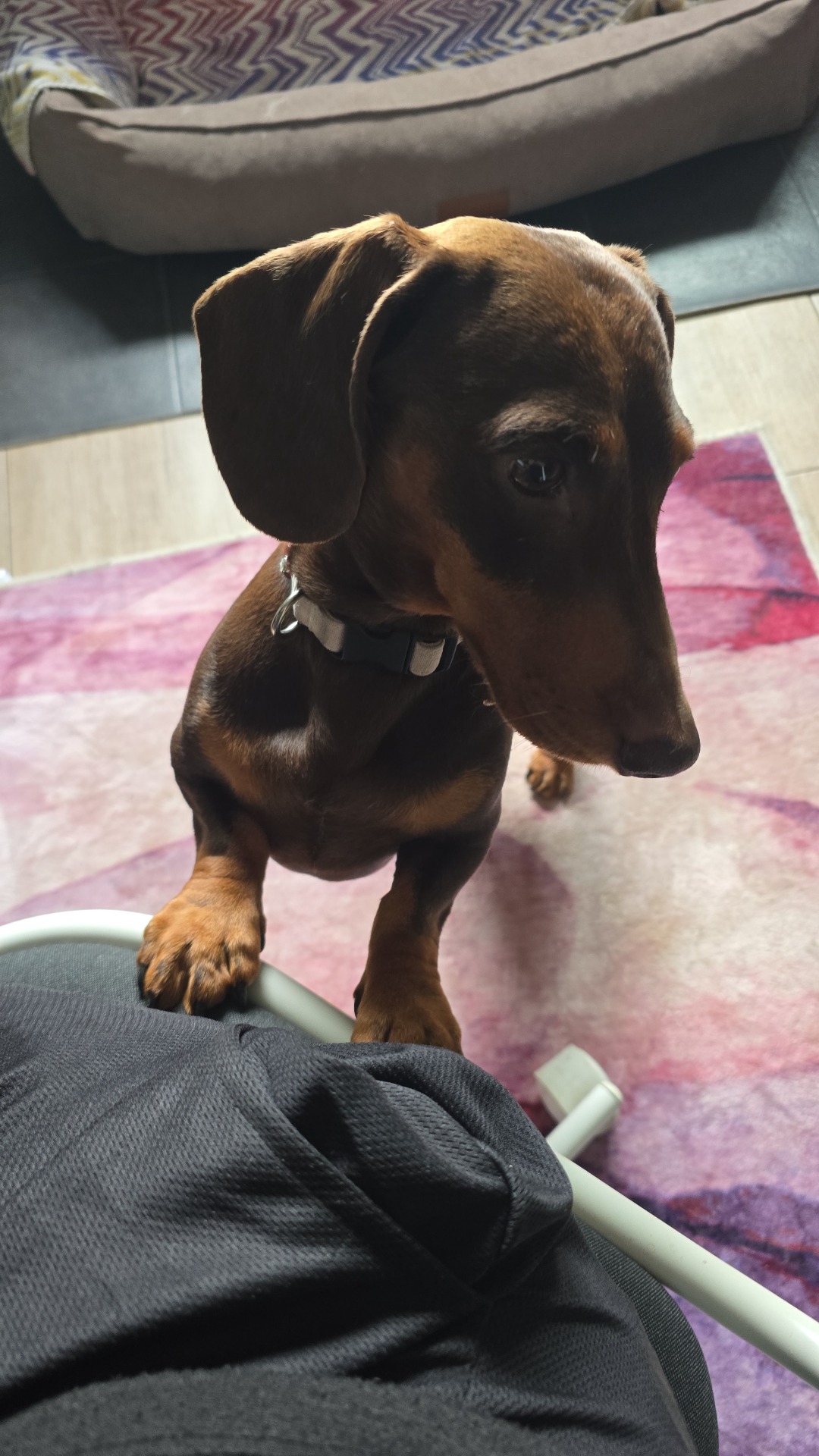 🐾Das ist Louis, seine Besitzer sind extra für einen Probetag + Übernachtung aus Straßburg zu mir gekommen. Herzlich Willkommen lieber Louis🐾🐕